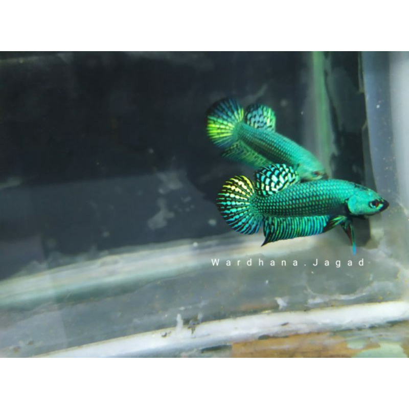 Cupang alien Green dan blue