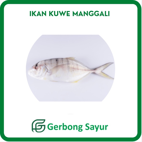 Ikan Kuwe Manggali Segar - 1Kg