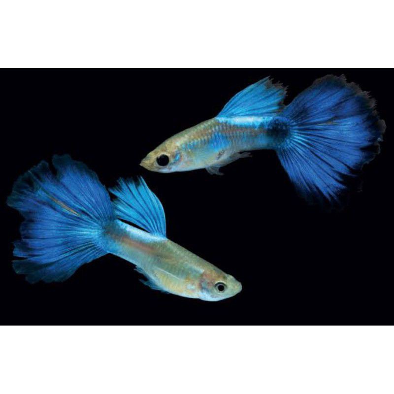 

IKAN GUPPY BLUE DIAMOND