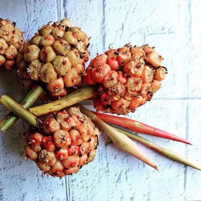 

Honje buah kecombrang