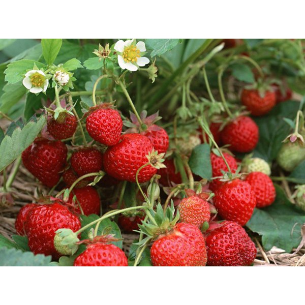 Benih Buah Strawberry Callifornia Bibit Buah Unggul