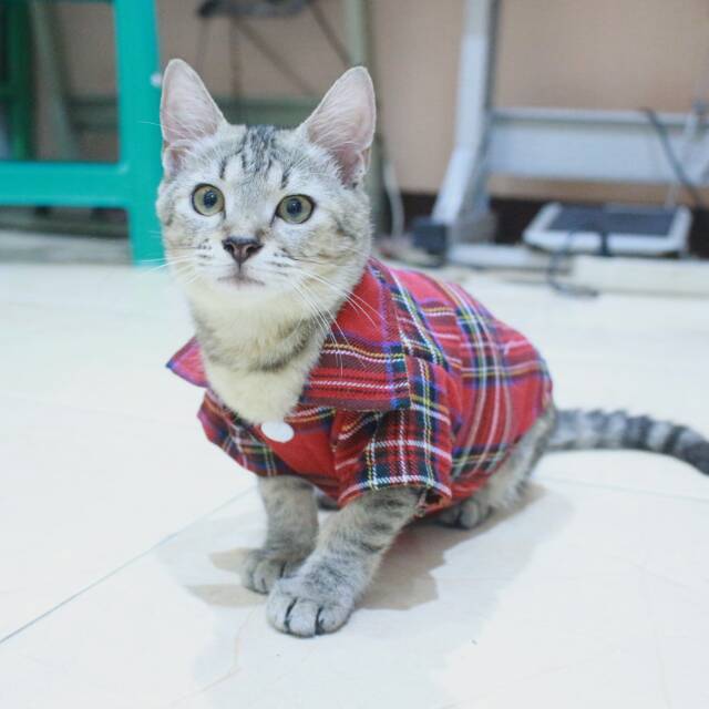 Kemeja kotak-kotak merah lucu untuk kucing dan anjing size S M L XL / baju kucing murah