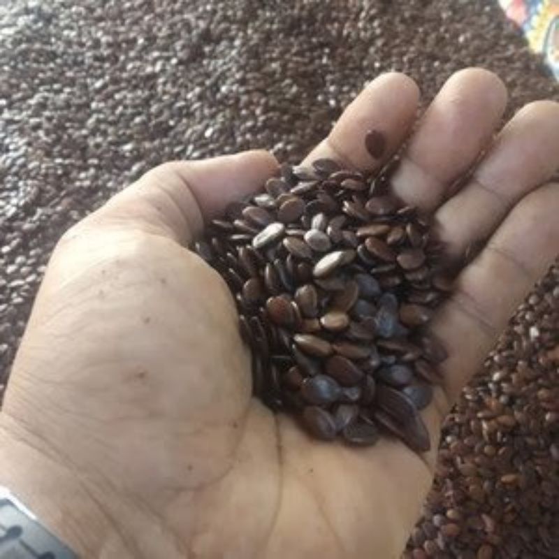 lamtoro taramba super unggul