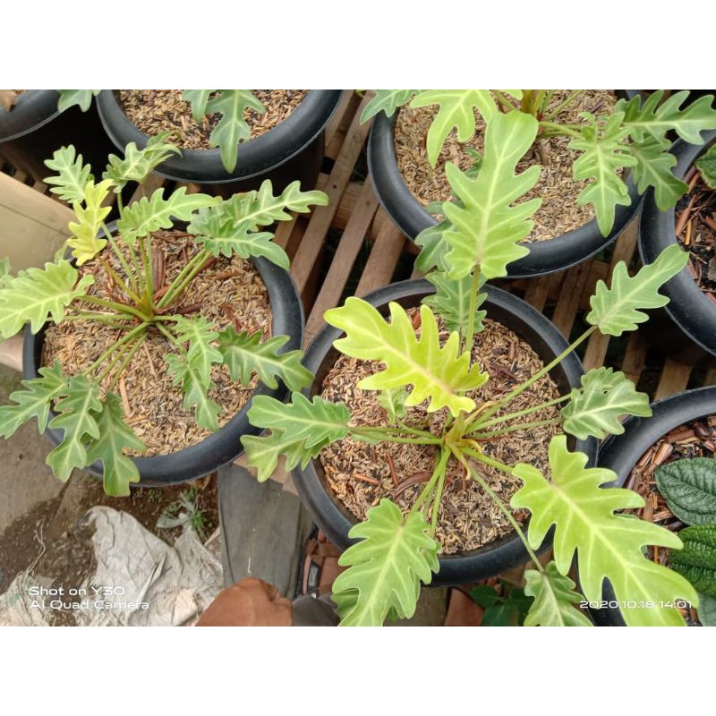 Tanaman hias philodendron xanadu golden