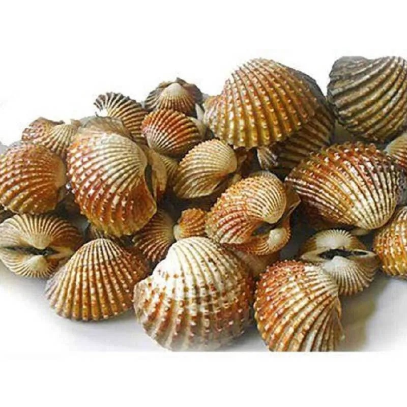 

Kerang Dara, Kerang Darah 500gr Fresh Segar