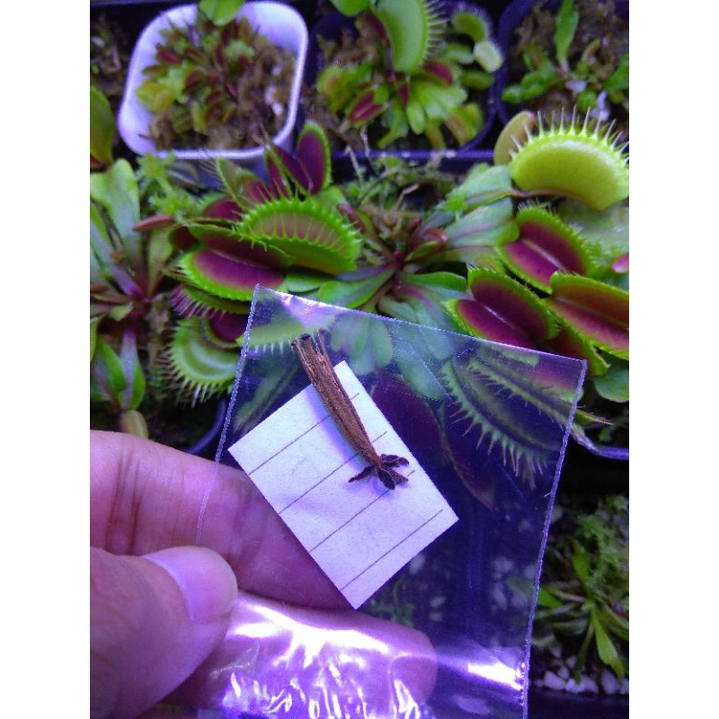 Biji Nepenthes hybrid Veitchi Boschiana x Alata Giant Reinwardtiana