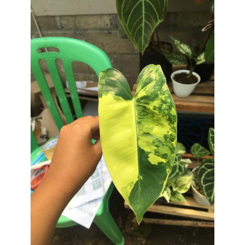 burlemax variegata/burlemax varigata