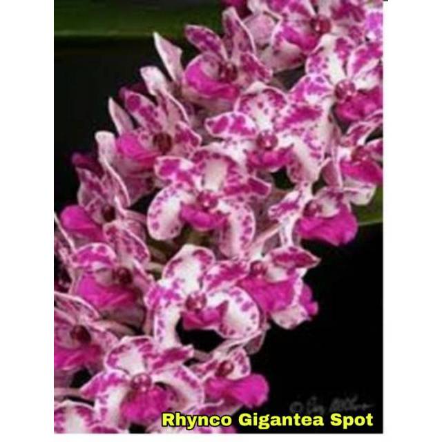 Vanda Rhyncostylis Gigantea Spot Dewasa || Anggrek Vanda