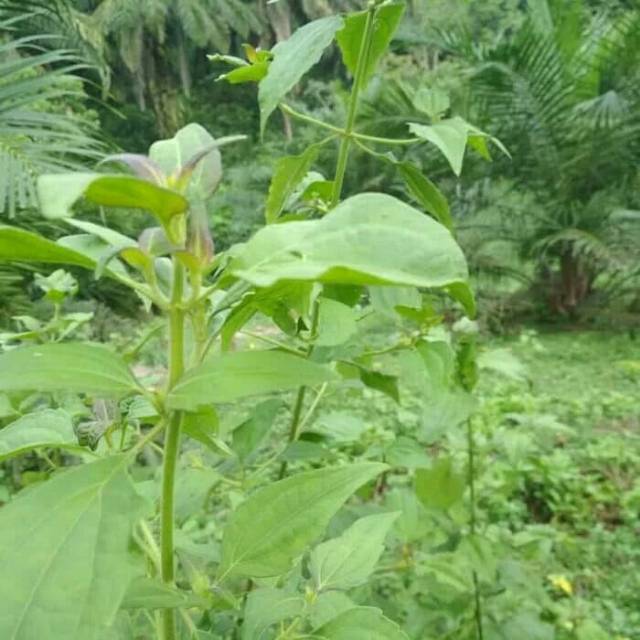 

Daun kirinyuh segarr harga promo