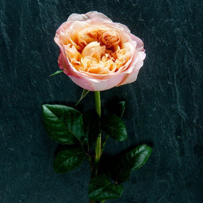 Mawar Import David Austin id Edith