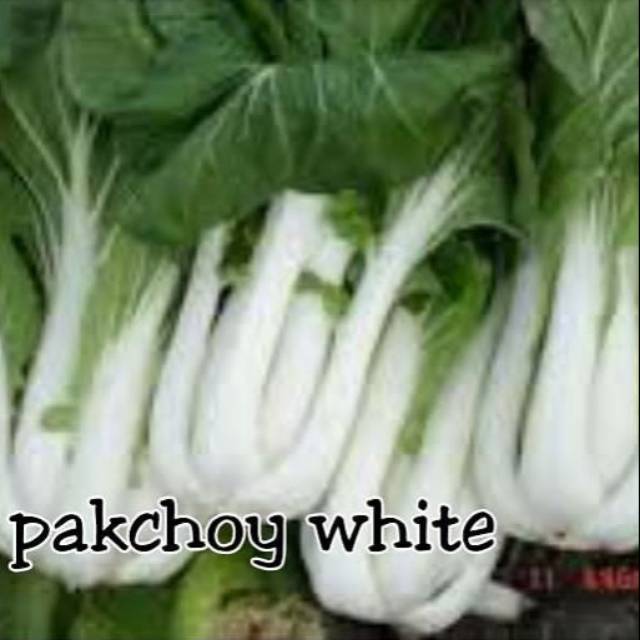Benih Pak Choy White.