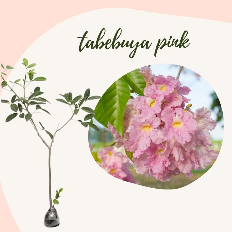 tanaman bunga tabebuya pink 1 meter