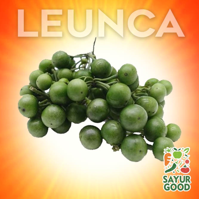 

Leunca / Ranti Terung Hitam / Lenca / 250gr