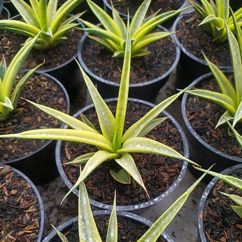 sansevieri gracilis variegated