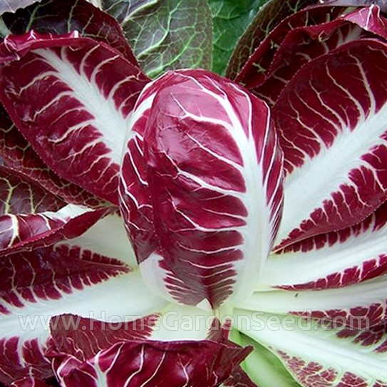 Benih Radicchio Rouge de Verona - Home Garden Seed