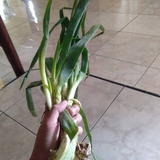 

Daun bawang segar