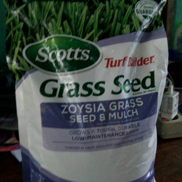 Benih biji rumput jepang - benih rumput jepang