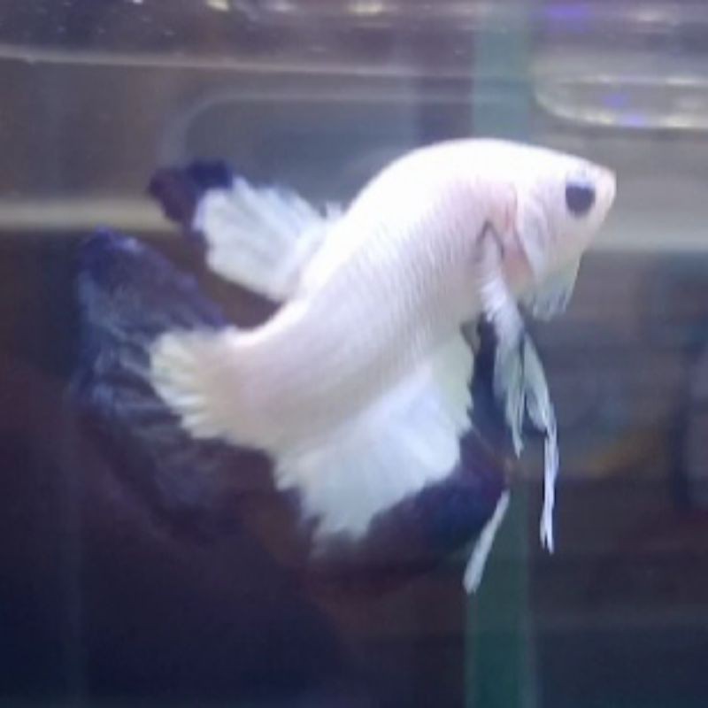 Cupang Blue Rim (BR) Berkualitas Cocok untuk indukan atau Untuk kontes