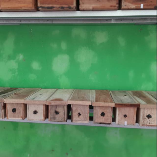 

Bibit klanceng trigona kelulut laeviceps.
