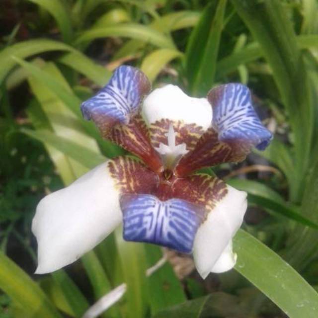 bunga anggrek jepang -iris putih