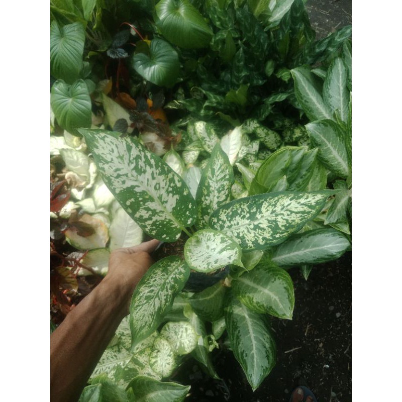Dieffenbachia Brazil; tanaman hias bunga aglonema sri rejeki