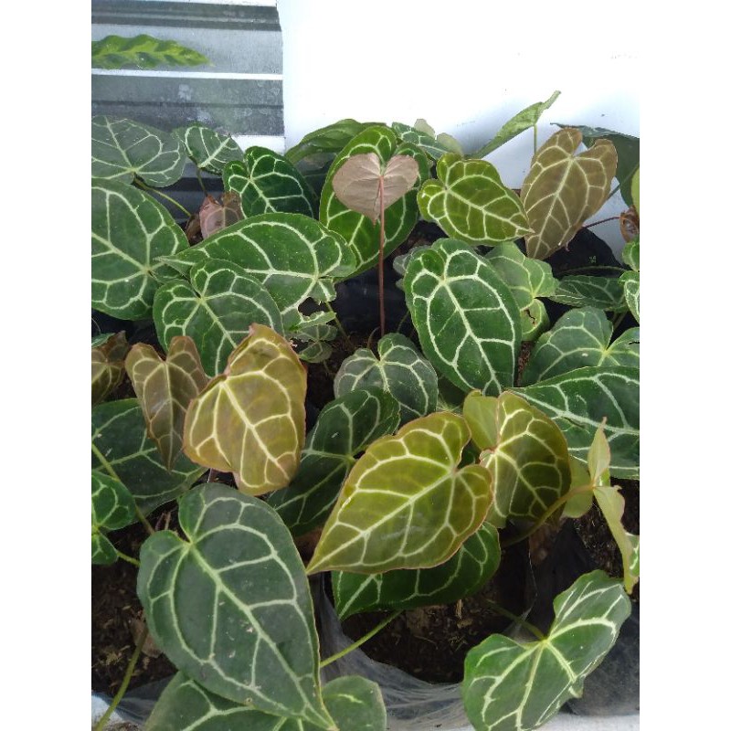 Tanaman Hias Kuping Gajah Anthurium Crystallinum (daun mini) dan Magnificum (daun jumbo)