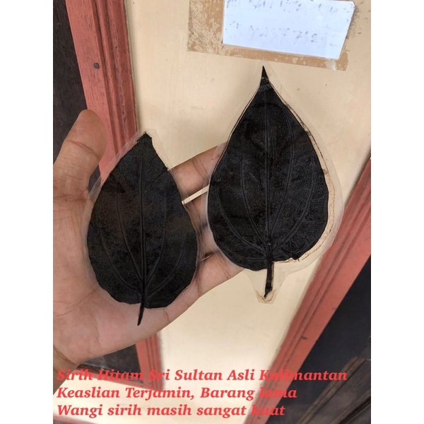 Daun Sirih Hitam Asli Kalimantan Harga Satuan