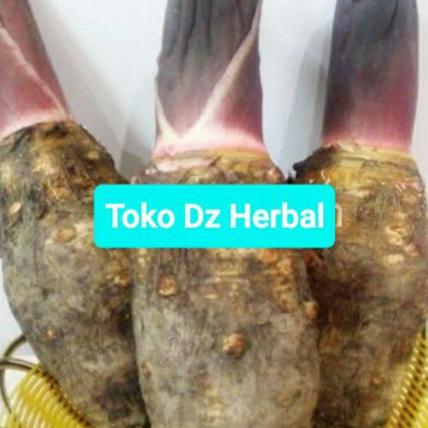 Jual umbi talas wulung talas hitam keladi hitam khusus bibit 1 kg-az