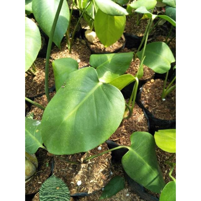 NEW Bibit tanaman philodendron monstera deliciosa ukuran baby ( Anakan