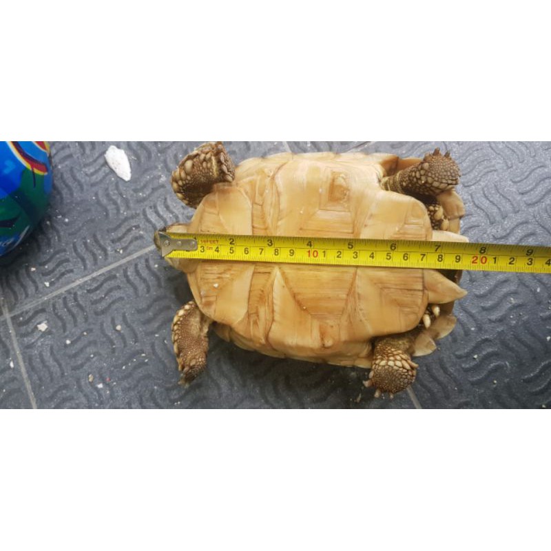sulcata kura kura 20cm