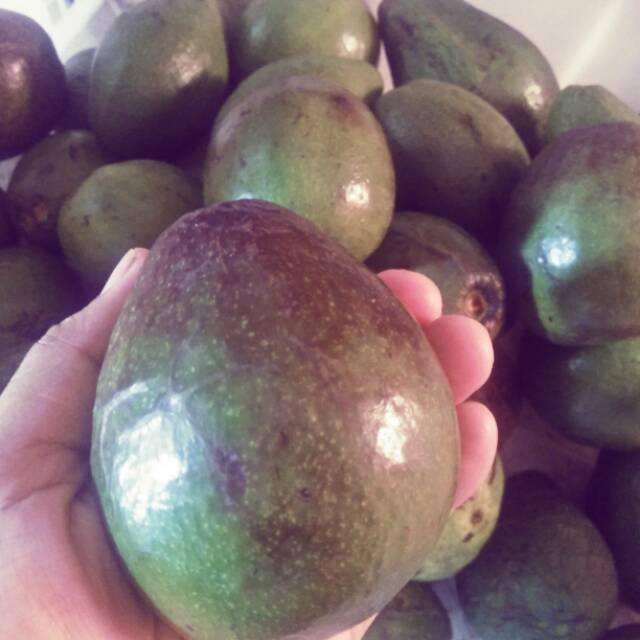 

Alpukat mentega
