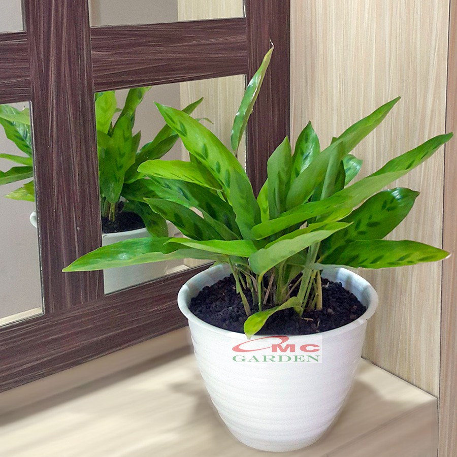 Tanaman Hias Calathea Leopardina Meranti Bambu Kalathea Kalatea Doa Meranti Daun Bambu CLT-L-001