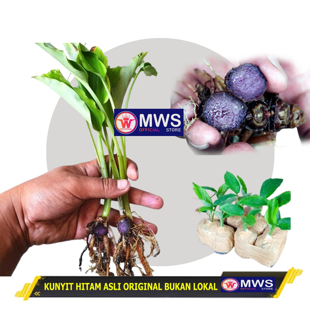 KUNYIT HITAM ASLI ORIGINAL BUKAN LOKAL ATAU TEMU IRENG BIASA ( MWS OFFICIAL STORE )