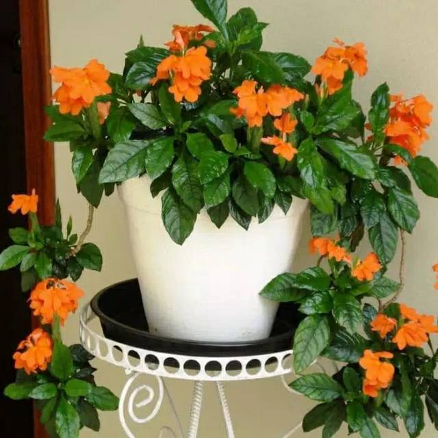 Bibit tanaman hias bunga orange crosandra / Pohon hias crosandra bunga oren