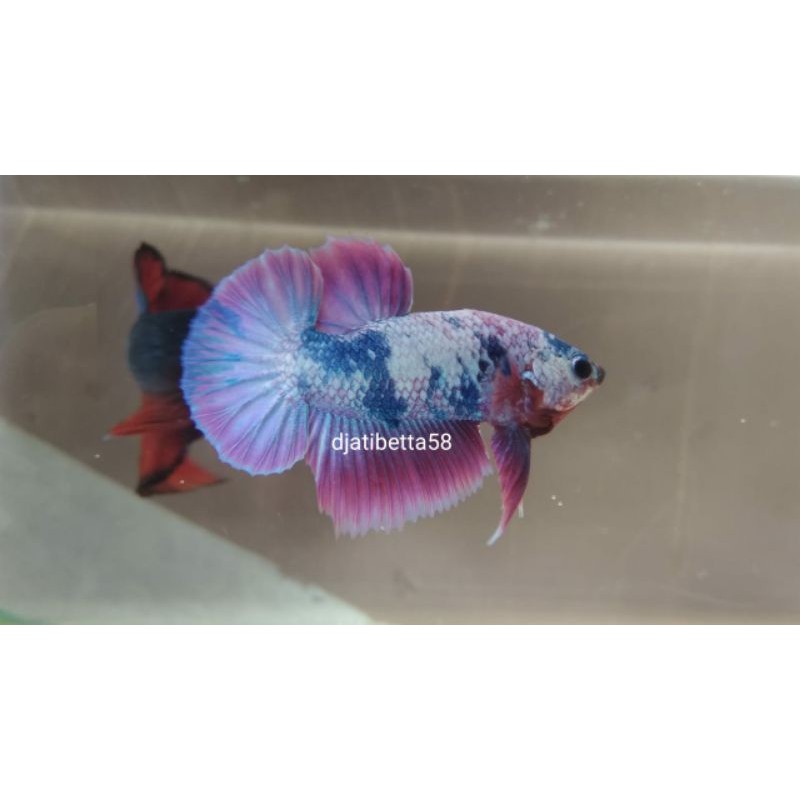 Ikan Cupang Plakat Candy/Marble