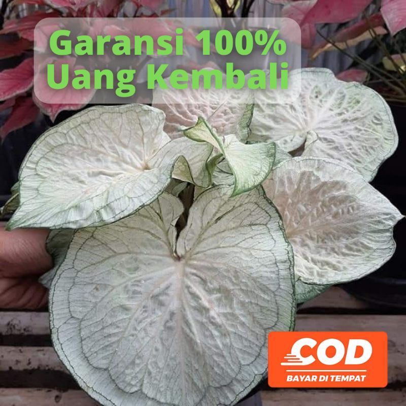 BISA COD Keladi Putih Caladium White Jaguar Daun Ganda -  - Tanaman Hias Daun Pohon Bunga Hidup Mura