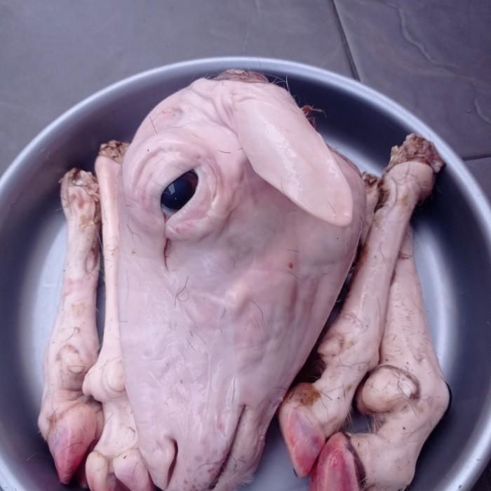

Meat | Kepala Kambing Segar [1Pcs]