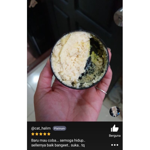 

stater KEFIR Turki bibit instan untuk pemula