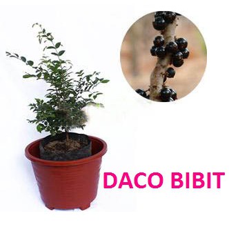 ANGGUR POHON (JABOTICABA)