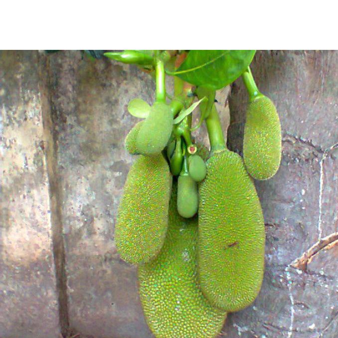 

Buah tong tolang nangka segar per 500 gram