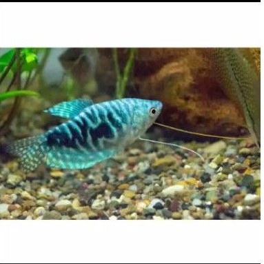 

Ikan Sepat Biru / Trichogaster trichopterus