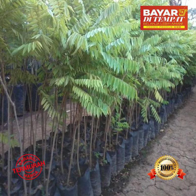 Cll Bibit Tanaman Buah Belimbing Wuluh