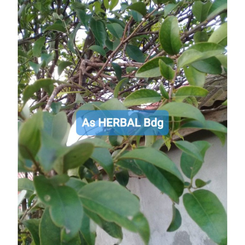 

Khusus Benalu Jeruk Bali Segar 500 gram-az