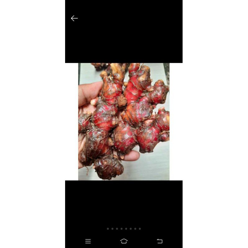 

JAHE MERAH segar 1 kg