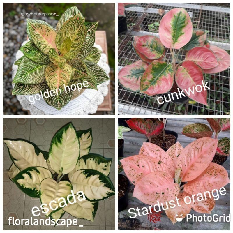 Paket 4 Bibit Tunas Bonggol Aglonema