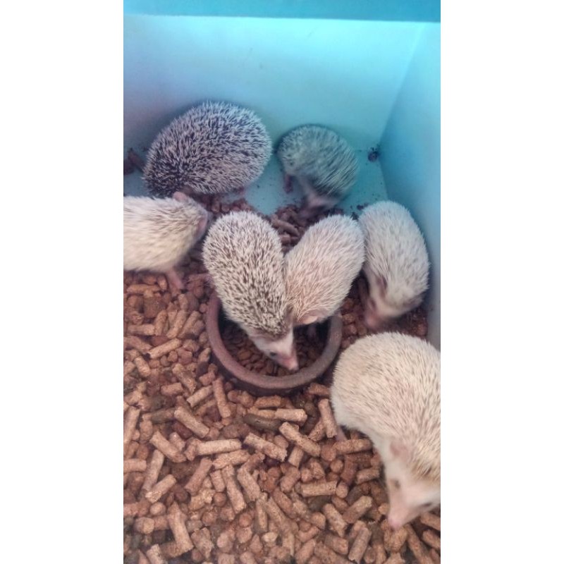 Landak Mini perekor beda Indukan