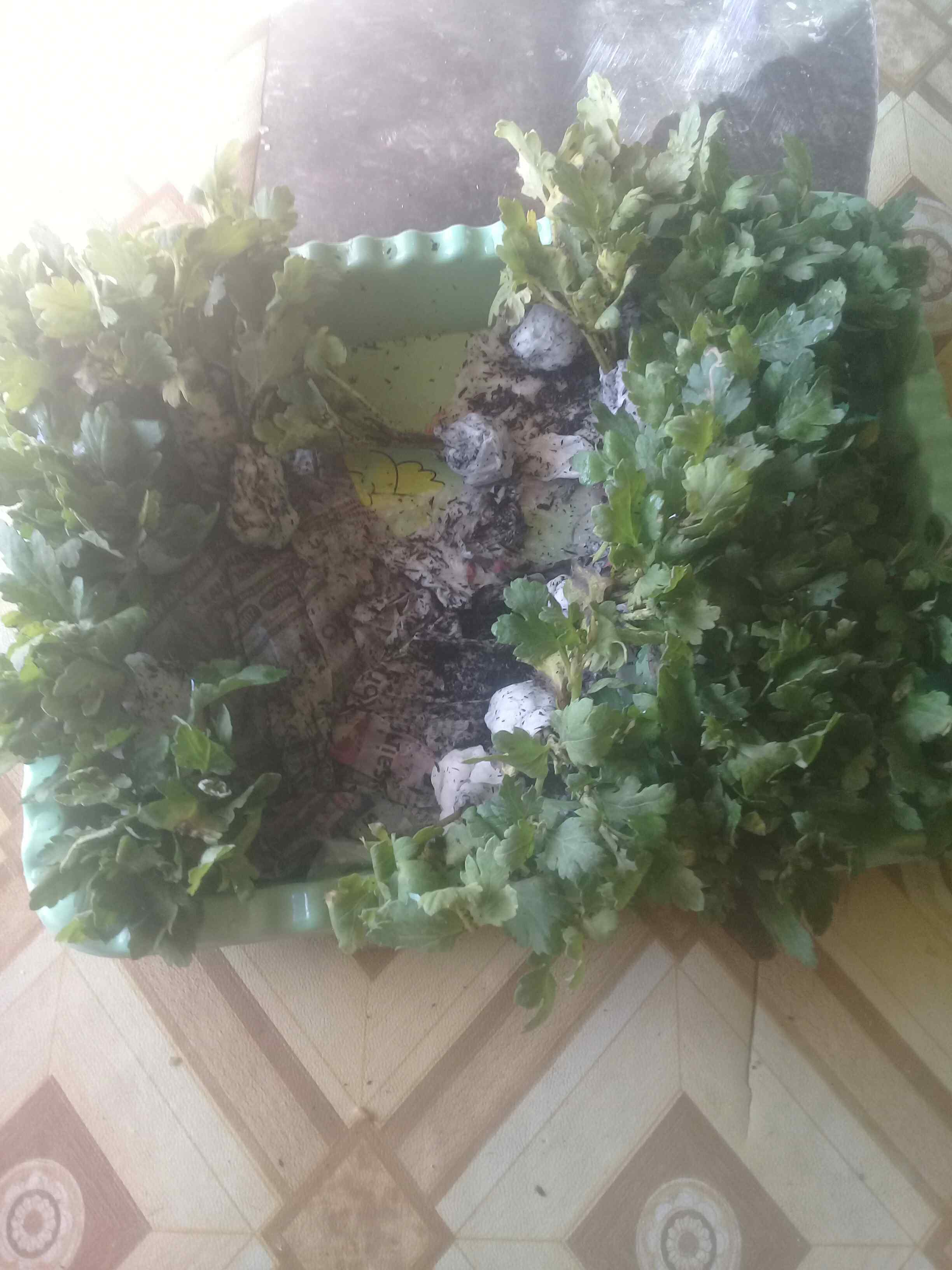 Tanaman Hias Bibit Bunga Krisan Paket 65 Pcs