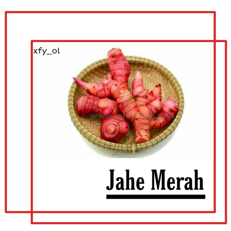

Jahe merah super (1kg)