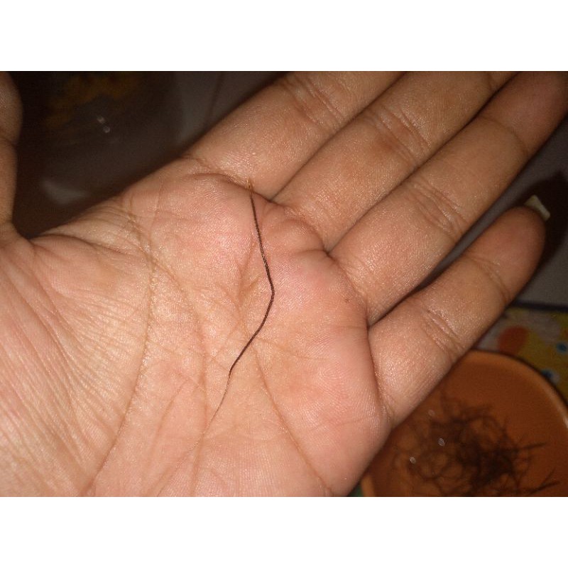 Perindu/BuluhPerindu