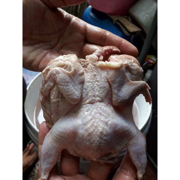 

karkas puyuh